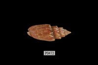 藏品(紅牙筆螺)的圖片